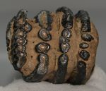 Mammuthus meridionalis partial tooth (577 grams)