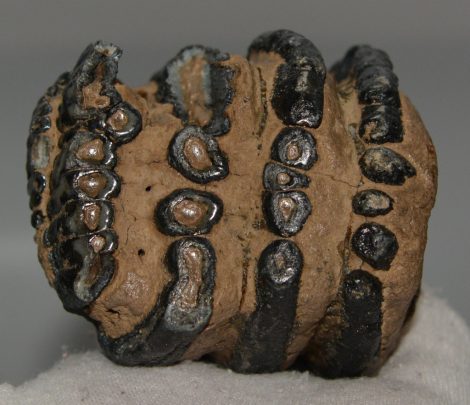 Mammuthus meridionalis partial tooth (577 grams)