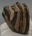 Mammuthus meridionalis partial tooth (577 grams)