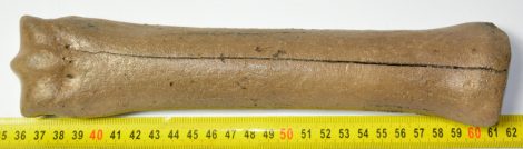 Equus sp. partial metacarpal bone (255 mm)
