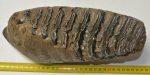 Mammuthus meridionalis tooth (3457 grams) Southern Mammoth