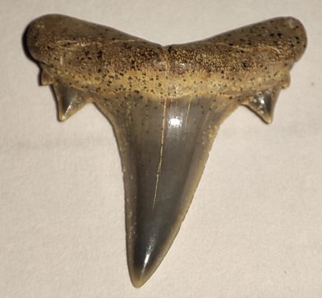 Brachycarcharias lerichei shark tooth