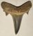 Brachycarcharias lerichei shark tooth