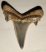 Brachycarcharias lerichei shark tooth