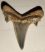 Brachycarcharias lerichei shark tooth