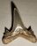 Brachycarcharias lerichei shark tooth