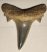 Brachycarcharias lerichei shark tooth