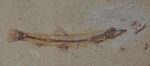 Charitopsis spinosus fish fossli from Libanon