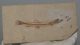 Charitopsis spinosus fish fossli from Libanon