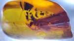 Isoptera fossil in Dominican amber