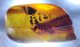 Isoptera fossil in Dominican amber