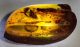 Isoptera fossil in Dominican amber