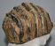 Mammuthus meridionalis részleges fog (1686 gramm)