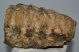 Mammuthus meridionalis részleges fog (1686 gramm)