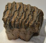 Mammuthus sp. részleges mamut fog (279 gramm)