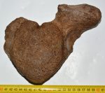 Mammuthus sp. partial vertebra bone (1544 grams)