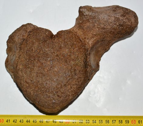 Mammuthus sp. részleges csigolya csont (1544 gramm)