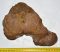 Mammuthus sp. részleges csigolya csont (1544 gramm)