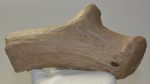 Megaloceros verticornis részleges agancs