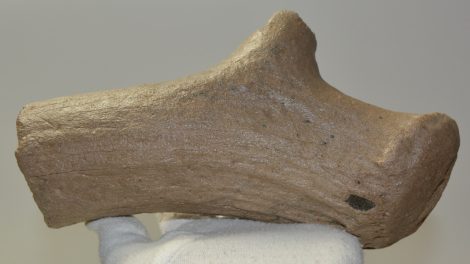 Megaloceros verticornis részleges agancs Megaloceros verticornis részleges agancs