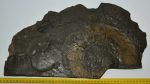 Harpoceras falcifer ammonite form Ohmden (3046 grams)