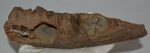 Stephanorhinus etruscus Rhinoceros partial jaw 