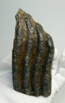 Mammuthus primigenius részleges fog (587 gramm)