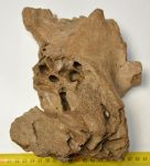 Mammuthus primigenius részleges koponya csont (maxilla)