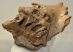 Mammuthus primigenius részleges koponya csont (maxilla)