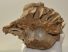Mammuthus primigenius részleges koponya csont (maxilla)