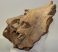 Mammuthus primigenius részleges koponya csont (maxilla)