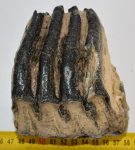 Mammuthus meridionalis partial tooth (1305 grams)