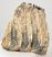 Mammuthus meridionalis részleges fog (1305 gramm)