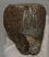 Mammuthus meridionalis tooth (1602 grams) Southern mammoth
