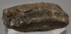 Mammuthus meridionalis tooth (1602 grams) Southern mammoth