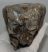 Mammuthus meridionalis tooth (1602 grams) Southern mammoth