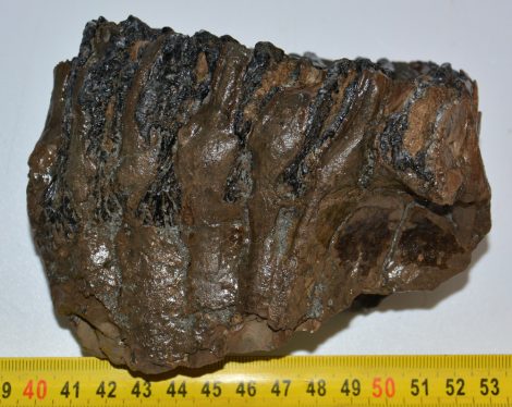 Mammuthus meridionalis partial tooth (910 grams)