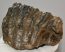 Mammuthus meridionalis részleges fog (910 gramm)