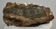 Mammuthus meridionalis részleges fog (910 gramm)