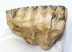 Mammuthus primigenius részleges fog (556 gramm)ELFOGYOTT (LL B) 02