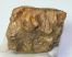 Mammuthus primigenius partial tooth (556 grams) SOLD (LL b) 02