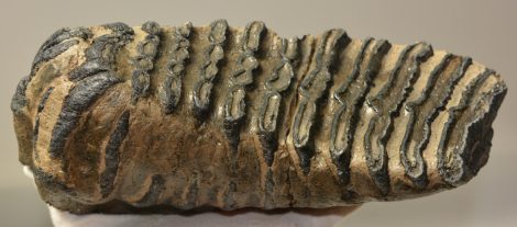 Mammuthus meridionalis partial tooth (2792 grams)