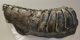 Mammuthus meridionalis partial tooth (2792 grams)