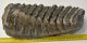 Mammuthus meridionalis partial tooth (2792 grams)