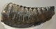 Mammuthus meridionalis partial tooth (2792 grams)