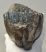 Mammuthus meridionalis partial tooth (2792 grams)