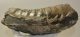 Mammuthus meridionalis partial tooth (2792 grams)
