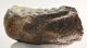 Mammuthus meridionalis részleges fog (2656 gramm) ELFOGYOTT (M) 06