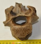 Bison priscus részleges hátcsigolya csont