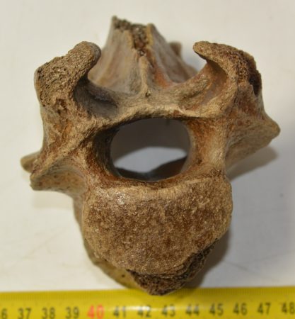 Bison priscus részleges hátcsigolya csont Bison priscus részleges hátcsigolya csont